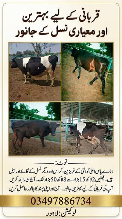 Freisian Cows for Sale | Heifer| Bull | Qurbani K janwar | گائے