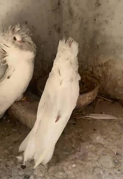 pair for sale hy Whatsapp number 03461101225