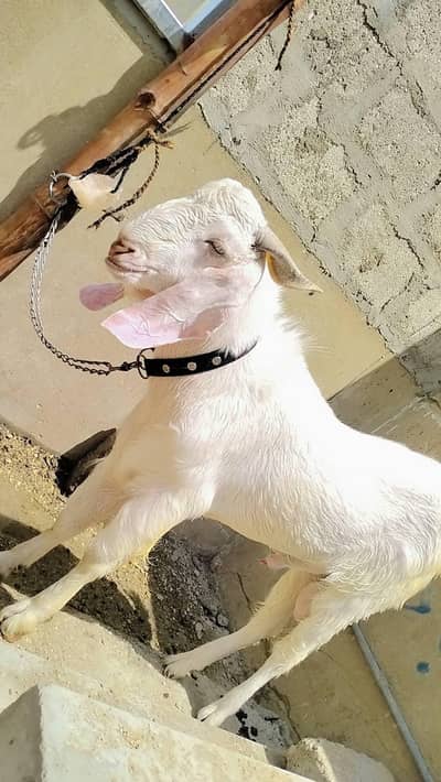Ando Bakra