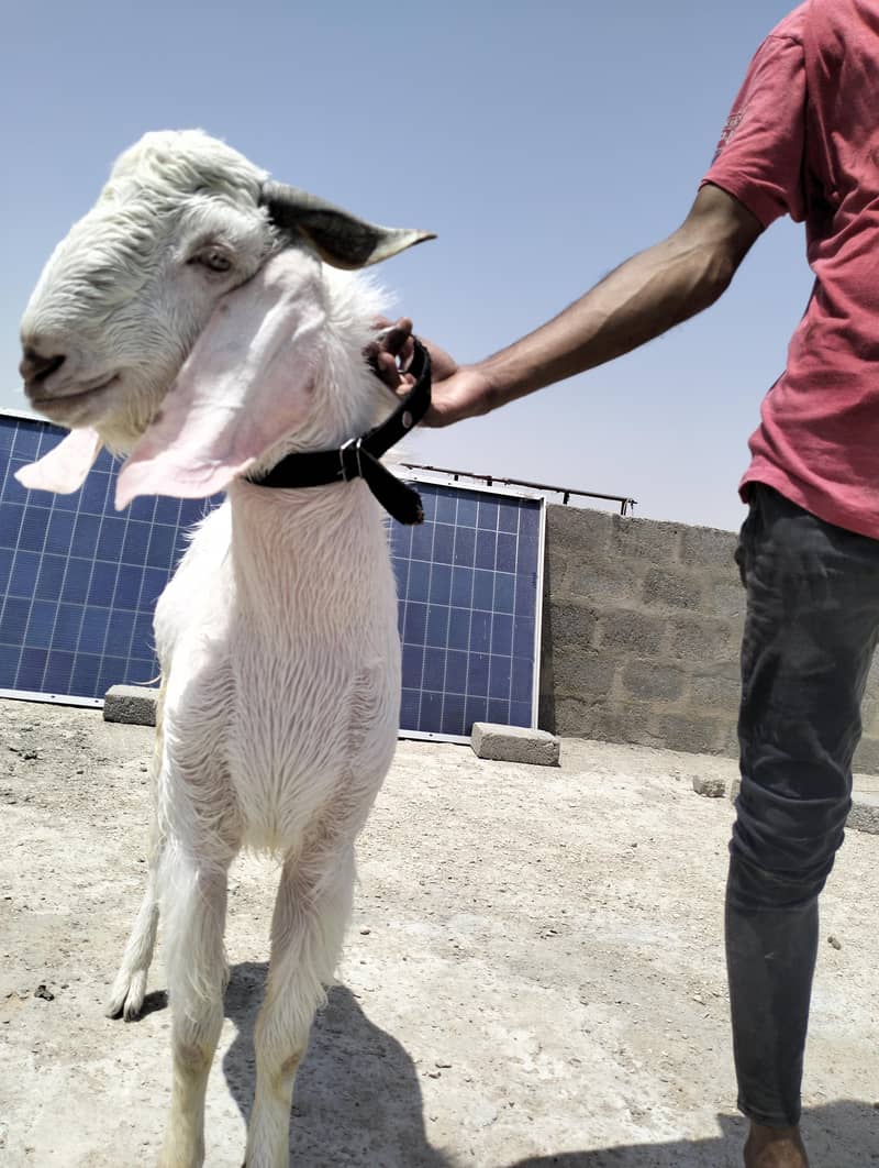 Ando Bakra 2