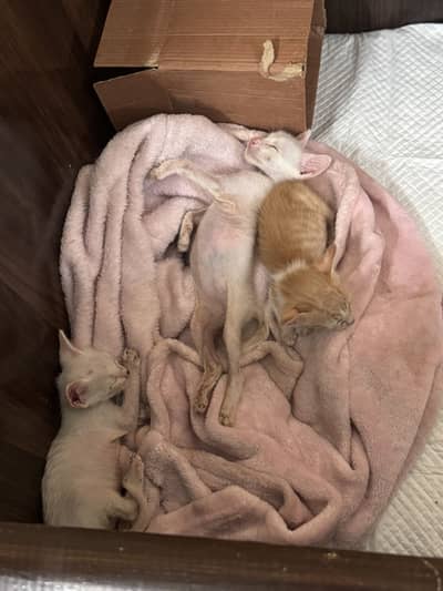 Kittens available for adoption.