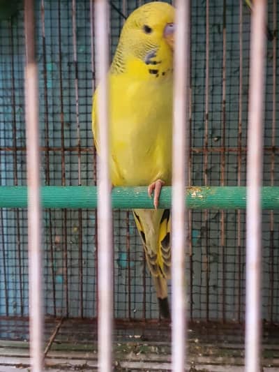 Undersize Budgies/ TCB Exhibition patha/ Exhibition Hogo Working patha