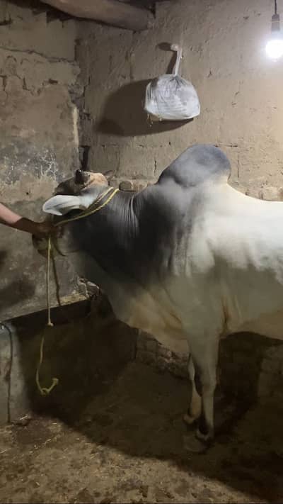 Qurbani bhal