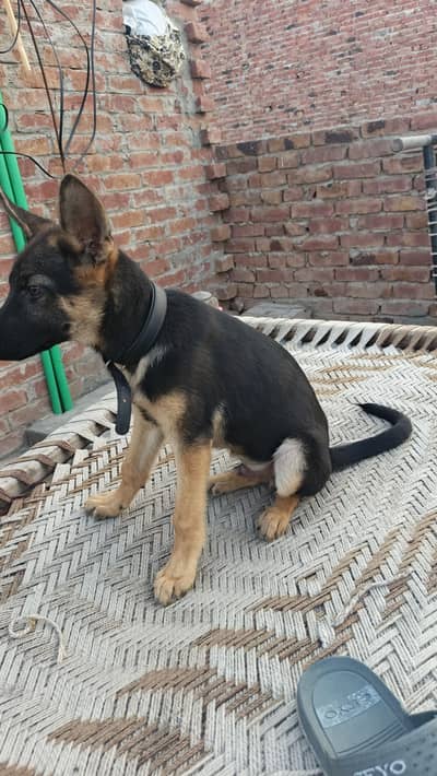 male for sale