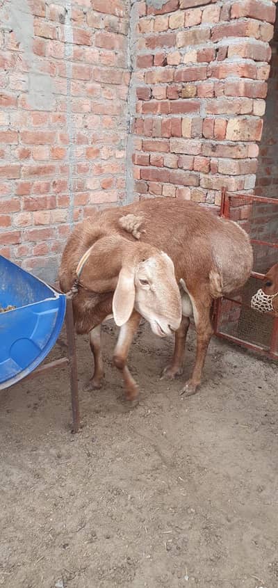 big size dumba for sale