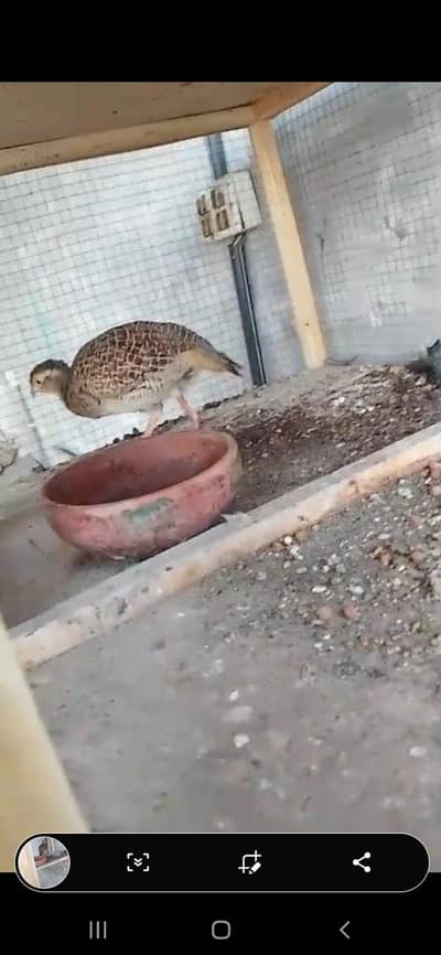 Dakni teater female