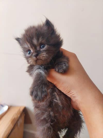 Persian cats