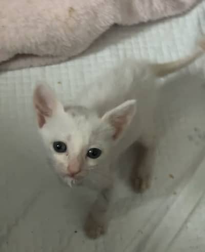Kittens available for adoption.
