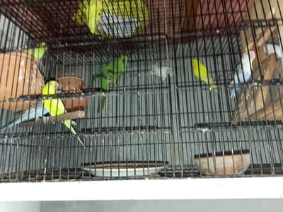 love birds Australian parrot Green parrot breder pair