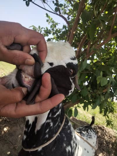 bakra for eid