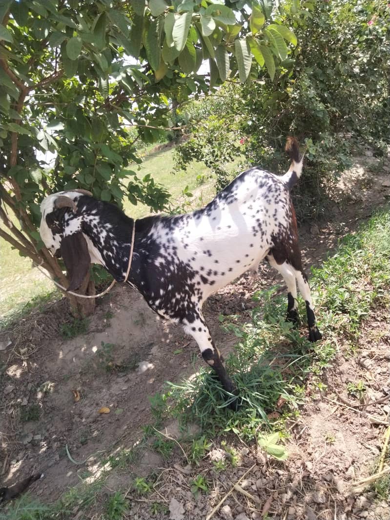 bakra for eid 1