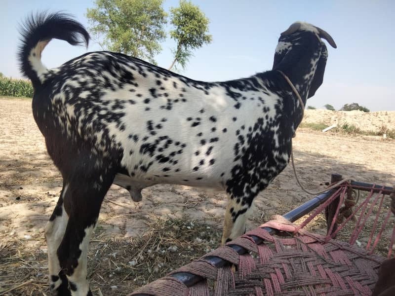 bakra for eid 2