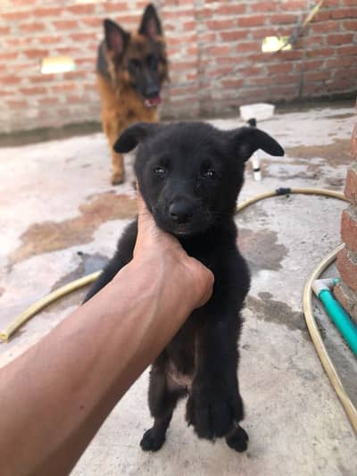 Black german shepherd female