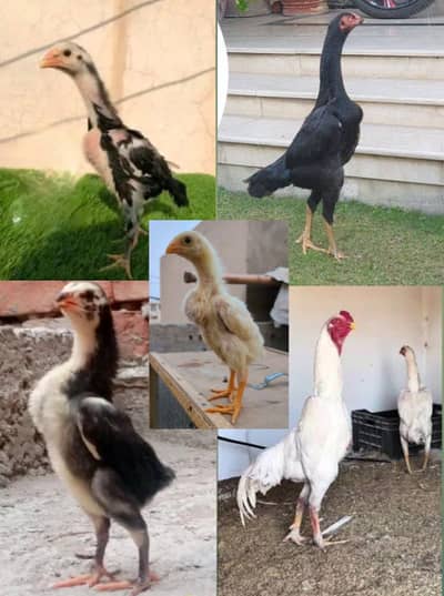 Oh Shamo Chozay | King Shamo | German Shamo| Aseel Shamo| Bahawalpur|
