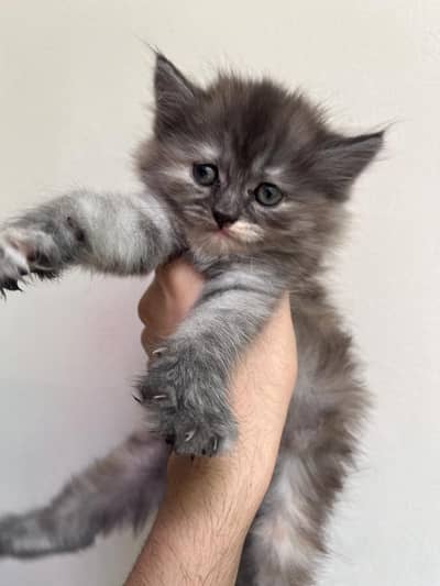 2  female grey colour