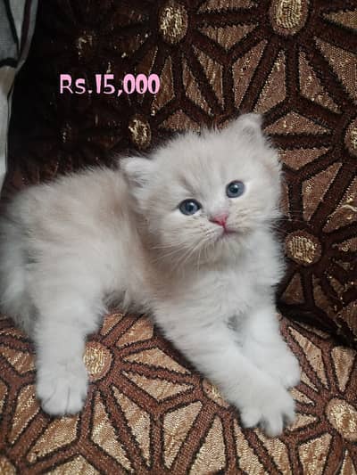 triple coat female cat with kitten