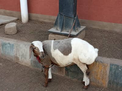 Turkish Breed Sheep Best For Qurbani