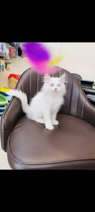 persian cat for sale MywatsapppNumber0348-55-58-176