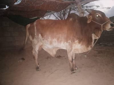 qurbani janwer Ghar ka pala howa contact