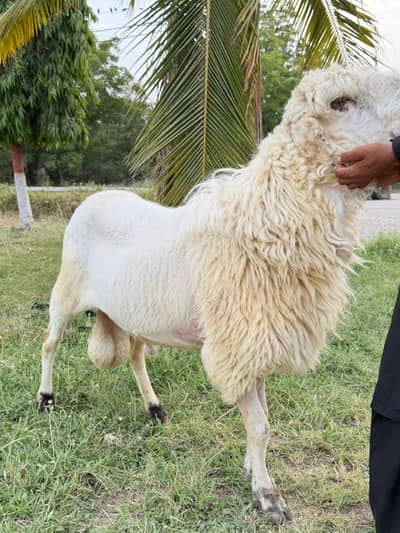 sheep mundra
