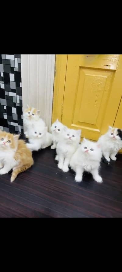 persian cat for sale MywatsapppNumber0348-55-58-176