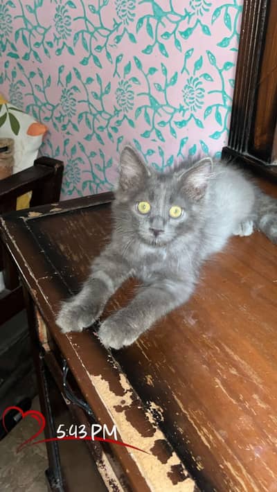 Male kitten babe
