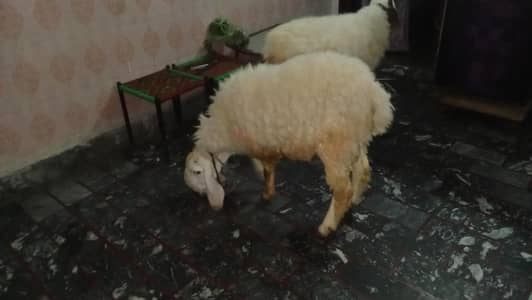 Qurbani sheep for sale