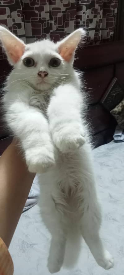 Jenny
