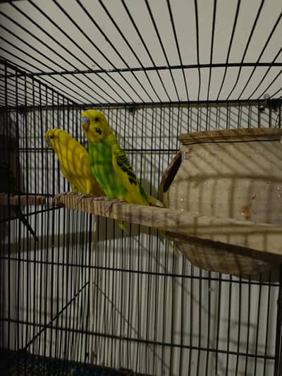 5 breeders pair