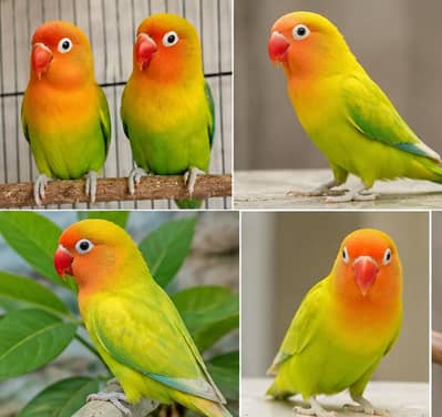 Green Fisher Love Bird Breeder Bite Free Nail Tail Fly All Grauntee
