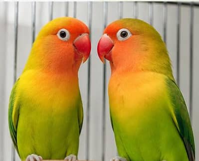 Green Fisher Love Bird Breeder Bite Free Nail Tail Fly All Grauntee