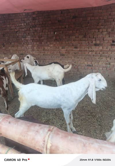 Qurbani bakry for sale 2 daant