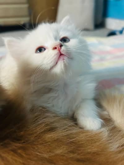 Triple coat Persian cat