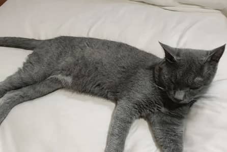 British Shorthair