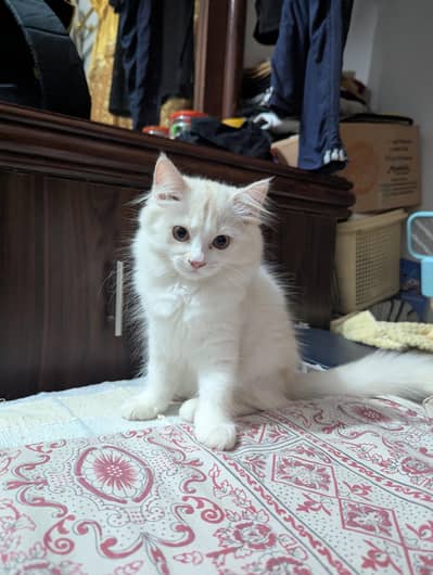 Pure Persian Kittens – Extra Fluffy, Litter Trained