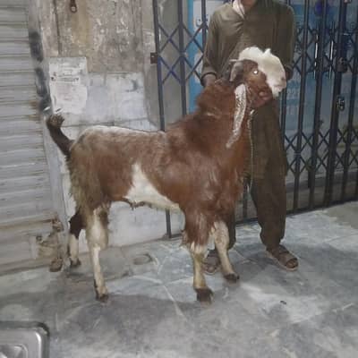 bakra