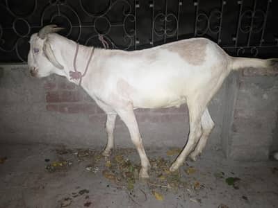 2 dant bakry jori