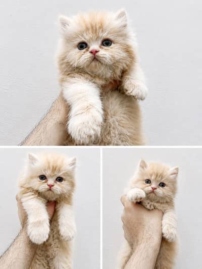Persian kittens