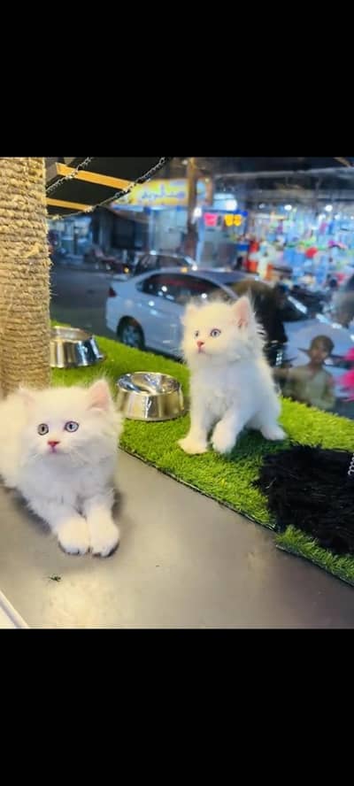 persian cat for sale MywatsapppNumber0348-55-58-176