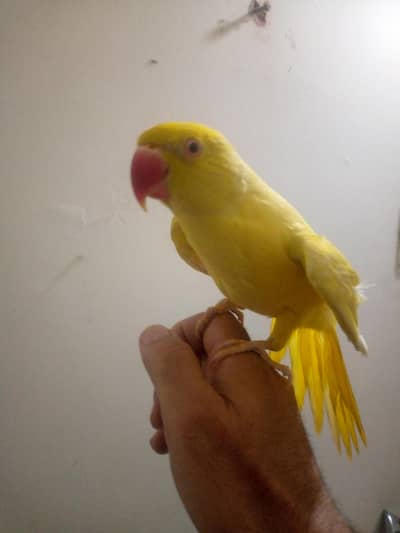 yellow beauty talking and tamed parrot. 03164900503