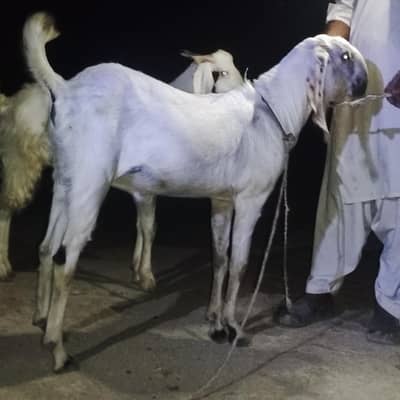 Bakra for Sale