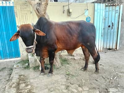  bull 2 دوندا