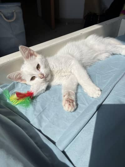 White Male Kitten for adoption