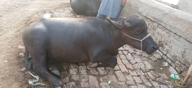 kata janwan , buffalos , chota ka janwar,  kata ,