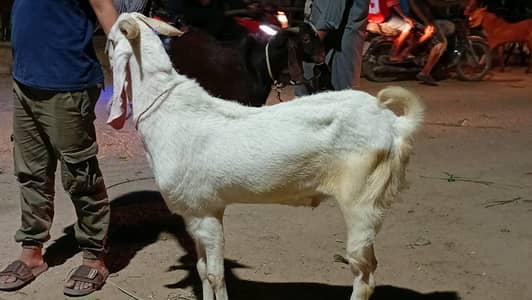 Gulabi and Kamori Goat