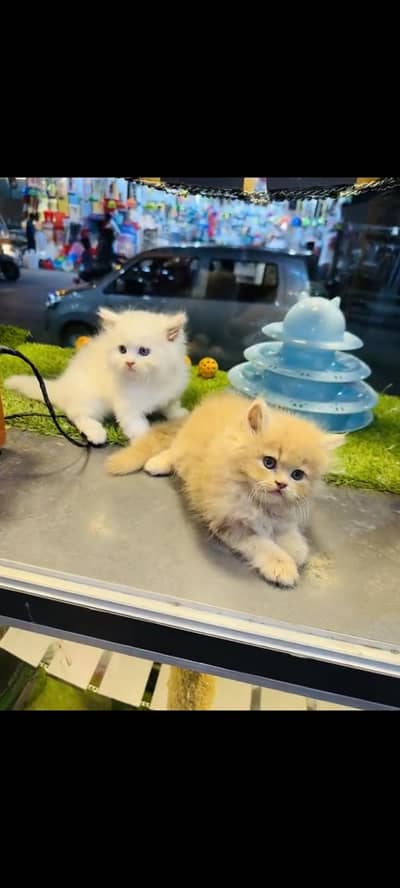 persian cat for sale MywatsapppNumber0348-55-58-176