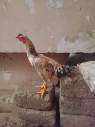 aseel Heera cross murgha for sale in Karachi.
