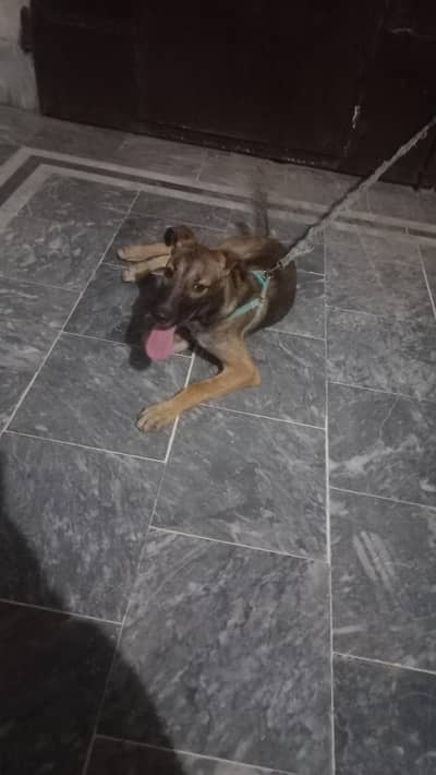 Dog for sale