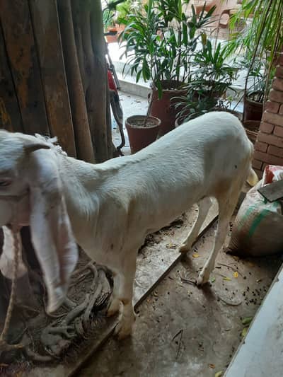 Rajanpuri Bakra white