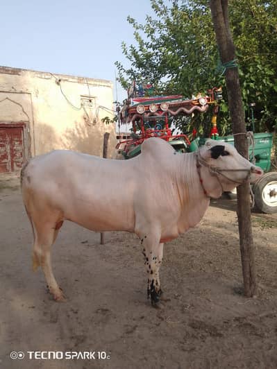 bull for Eid UL azha